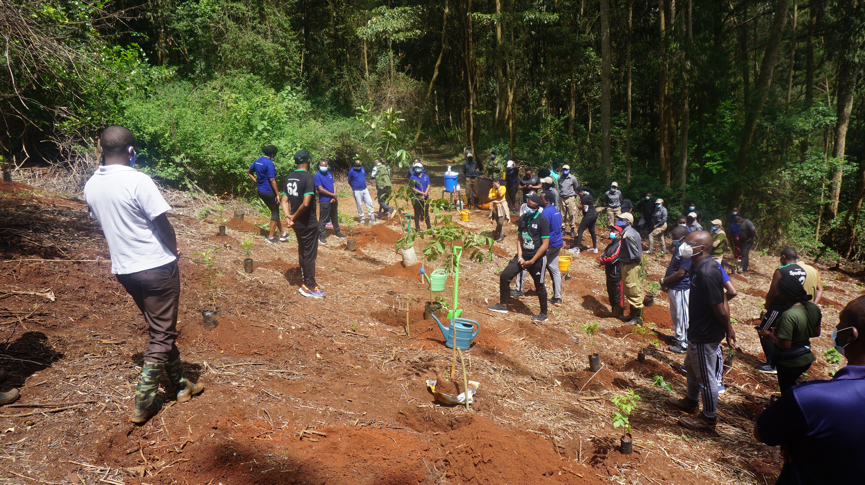 Karura Tree Planting