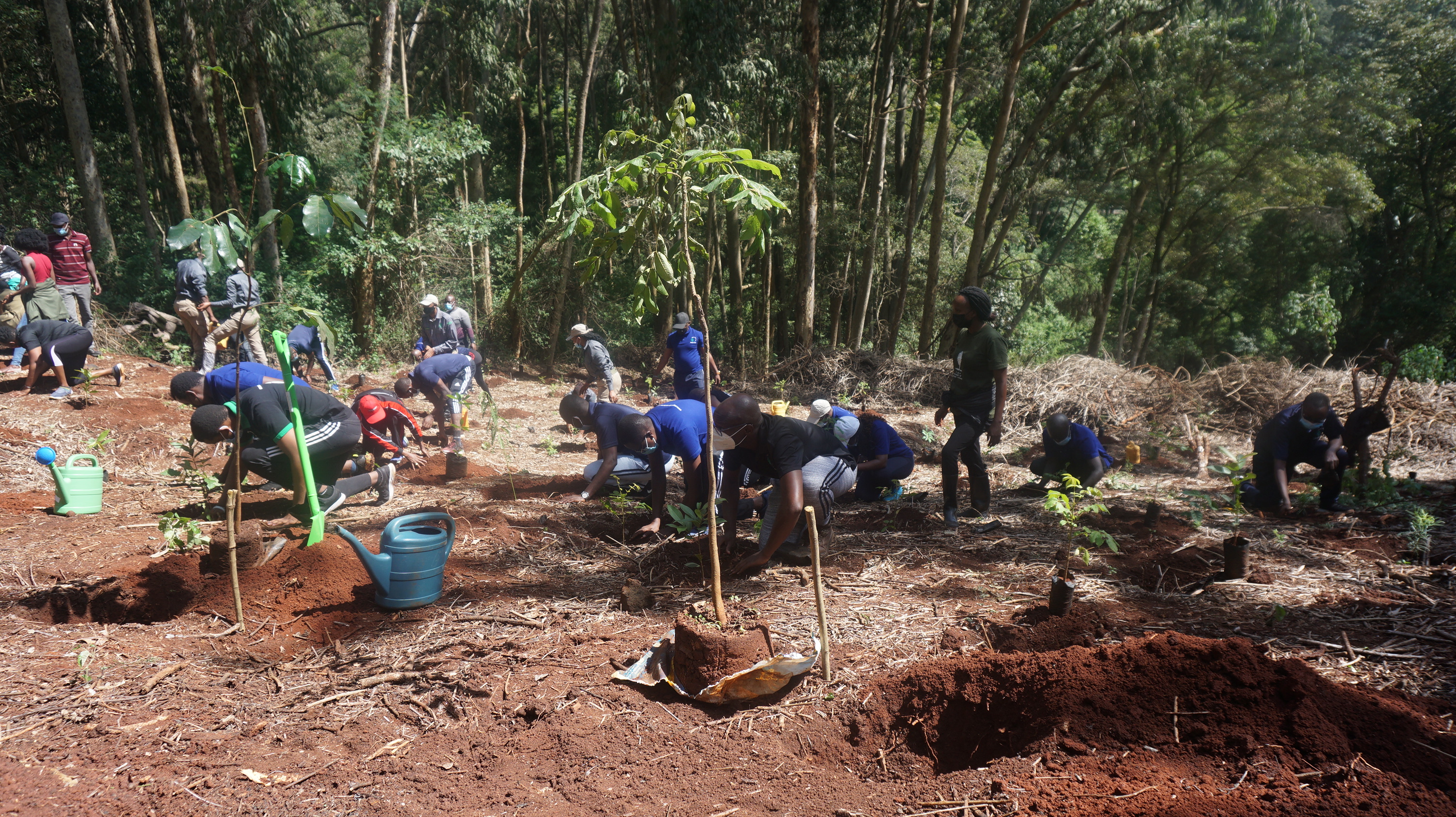 Karura Tree Planting